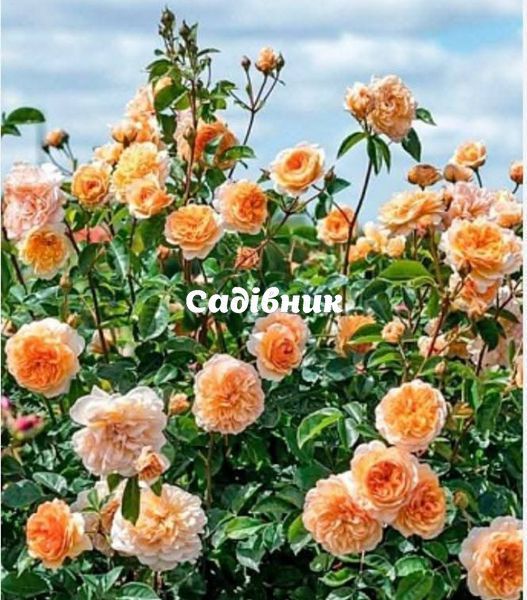 Троянда плетиста "Апрікот Скай" 63Б фото
