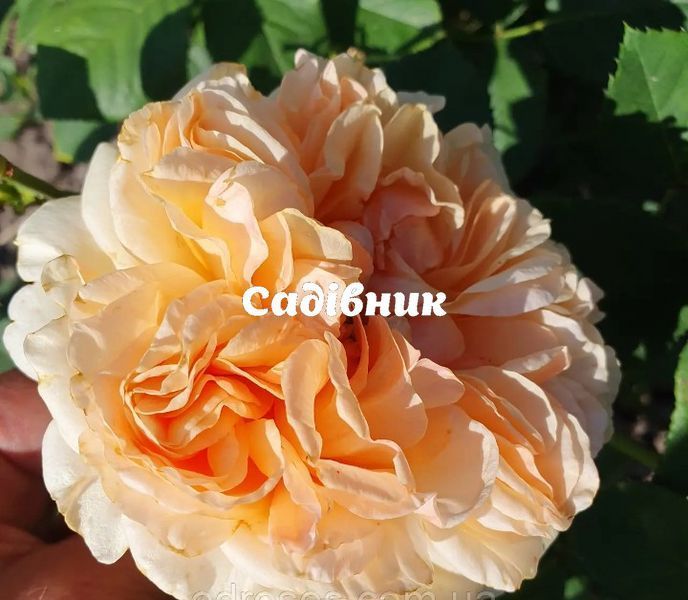 Троянда плетиста "Апрікот Скай" 63Б фото