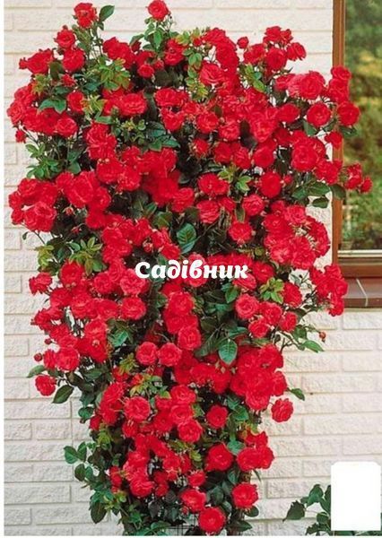 7 фото