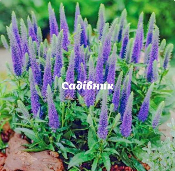 Вероніка Королівська Роял Блю / Royal Blue ВКРБК 2026 фото