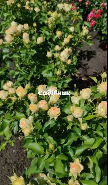 0137 фото
