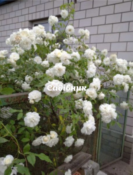 rose-Guirlande-d'Amour-plt-1р фото