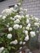 rose-Guirlande-d'Amour-plt-1р фото 2