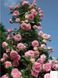 438023255 фото 1