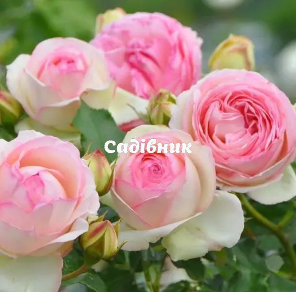 438023255 фото