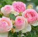 438023255 фото 2