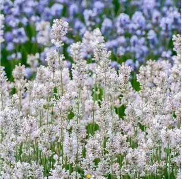 Саджанці Лаванди Елеганс Сноу 2-річний (Lavandula Ellagance Snow) 50-21-00-0013 фото