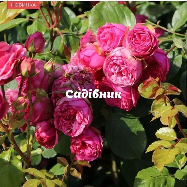 Пінк Піано Pink Piano 666 фото