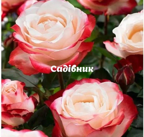 Троянда Ностальжи (Nostalgie) Чг rose_Nostalgie-ChG фото