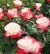 Троянда Ностальжи (Nostalgie) Чг rose_Nostalgie-ChG фото 1