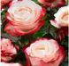 Троянда Ностальжи (Nostalgie) Чг rose_Nostalgie-ChG фото 2