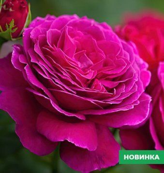 Троянда Діп Перпл (Deep Purple) ГС943 фото