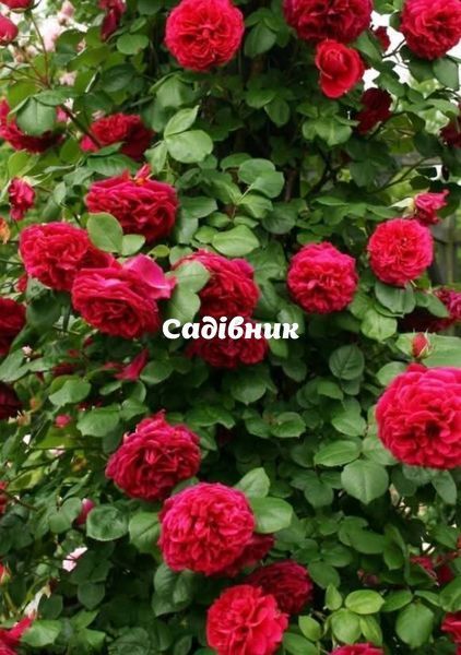 Троянда англійська Теss (Тес) 522529 фото