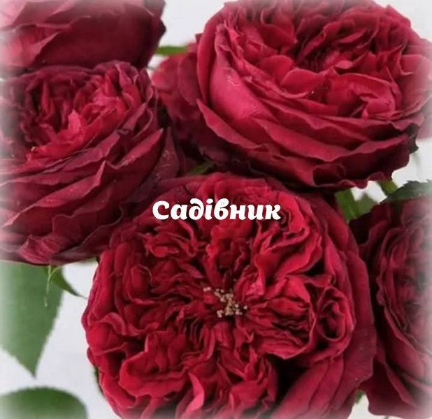 Троянда англійська Теss (Тес) 522529 фото