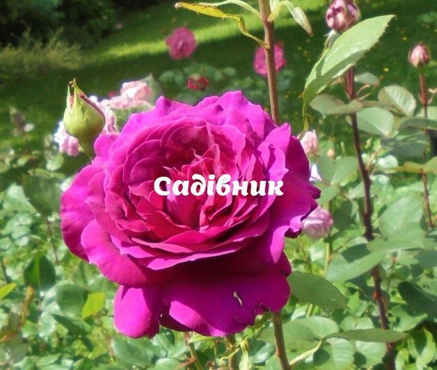 Троянда Діп Перпл (Deep Purple) ГС943 фото