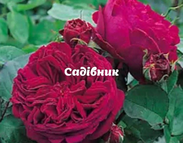 Троянда англійська Теss (Тес) 522529 фото
