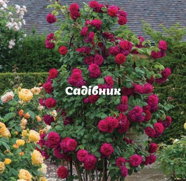 Троянда Хайгроув. (Highgrove) Плетиста (жовтень 2025) 175 фото