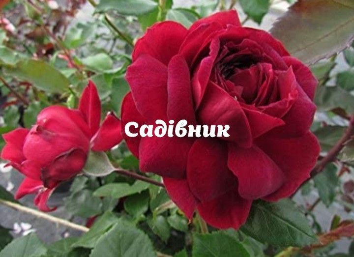 Троянда Хайгроув. (Highgrove) Плетиста (жовтень 2025) 175 фото