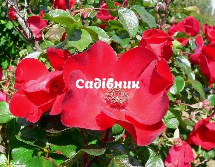 Саджанці троянд Робуста (привитий) - 2-річний 599383897 фото