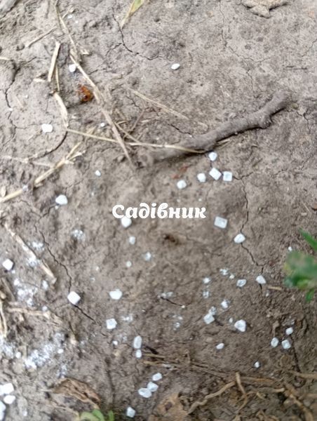 Засіб інсектицидный порошок від мурах Bros 250 г 439902590 фото