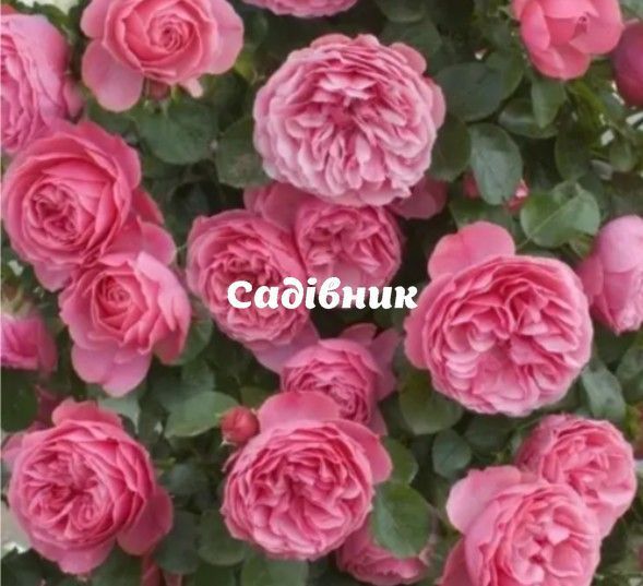 Троянда Леонардо да Вінчі (Leonardo da Vinci) Флорібунда 524518 фото