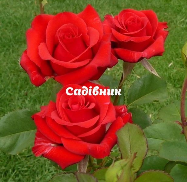 Саджанці чайно-гібридної троянди Кардинал 85 (Rose Kardinal)  48-10-00-0084 фото