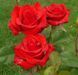 Саджанці чайно-гібридної троянди Кардинал 85 (Rose Kardinal)  48-10-00-0084 фото 2