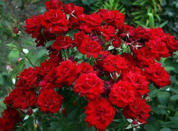 Троянда Кордула (Cordial)( Однорідний ,ОКС) 253 фото