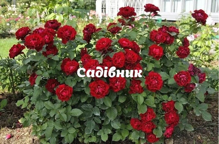 Троянда чайно-гібридна 'Омаж а Барбара' (вегетуючі саджанці) 3380 фото