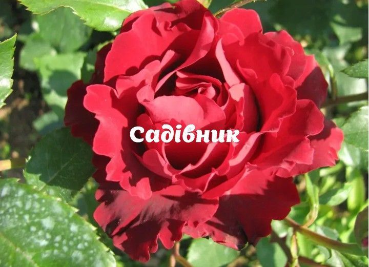 Троянда чайно-гібридна 'Омаж а Барбара' (вегетуючі саджанці) 3380 фото