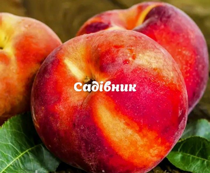 Персик Харнас (ранний  срок  созревания) 380 фото