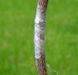 103253526 фото 2
