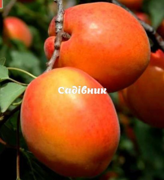 Сажанцы абрикоса Фарбели (привитый) - 1-летний 10075 фото