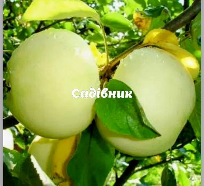 Яблоня Белый Налив 50 фото