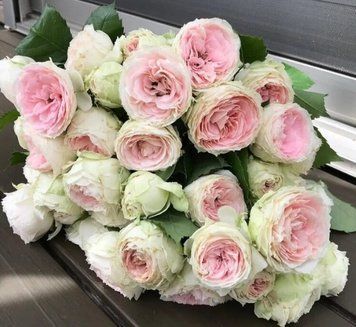 Pompon Flower Circus (Помпон Флавер Сіркус) Пашміна 150 фото