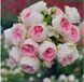 Pompon Flower Circus (Помпон Флавер Сіркус) Пашміна 150 фото 2