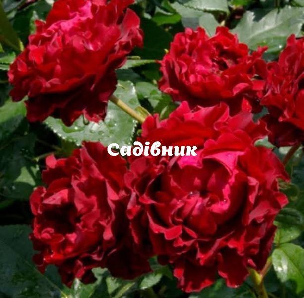 Омаж а Барбара Hommage a Barbara Чайно-гібридна фото