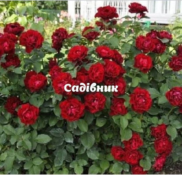 Омаж а Барбара Hommage a Barbara Чайно-гібридна фото