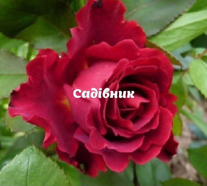 Омаж а Барбара Hommage a Barbara Чайно-гібридна фото