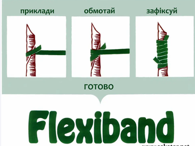 Каучукові гумки для щеплення Flexiband\Флексібенд (Німеччина) 100\3.5 мм(4200шт) Flexiband фото