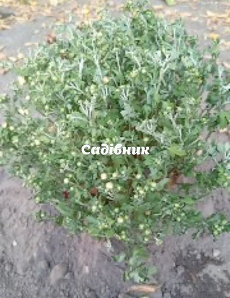 Урантус 02 фото