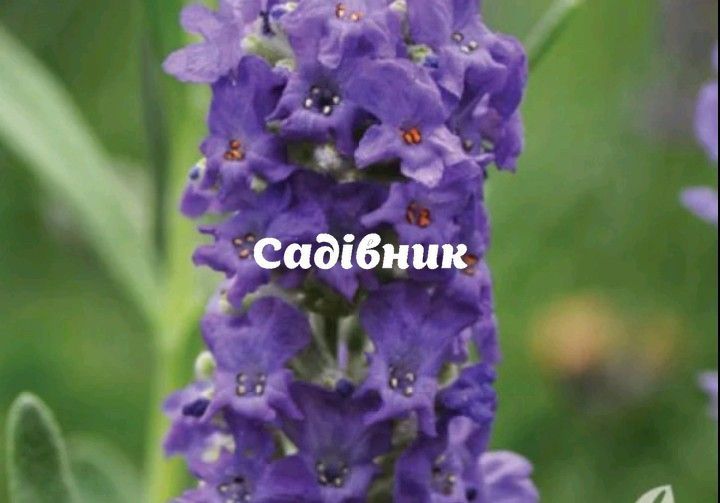 Лаванда Ellagance Purple / ВКС  369006 фото