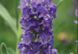 Лаванда Ellagance Purple / ВКС  369006 фото 2