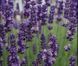 Лаванда Ellagance Purple / ВКС  369006 фото 1